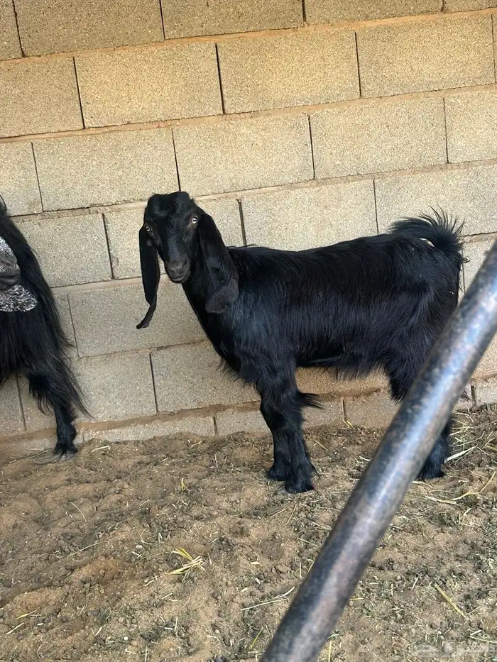 عنز معه جفره 3