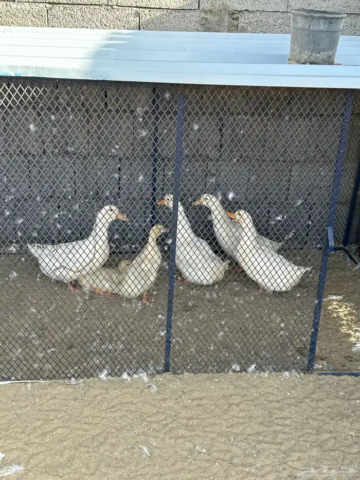 بط بكيني للبيع اربع كبار و ثنتين صغار 0