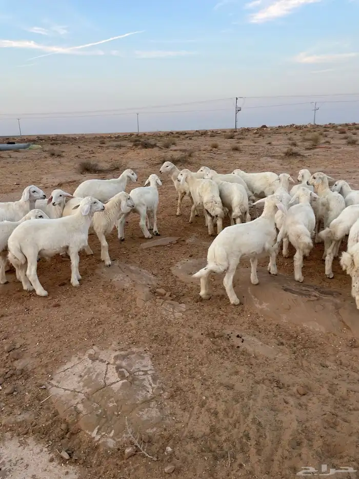 بهم حري مراح واحد 5