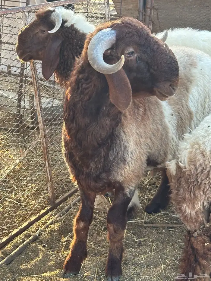 مشروع فحل نعيمي فاخر 0