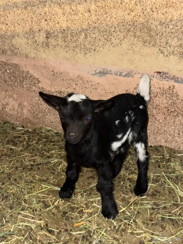 ذكر ماعز قرم 2