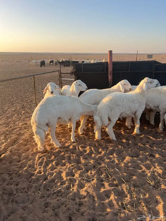 بهم جبر ناهي فل شحم وطراف كفوو 4