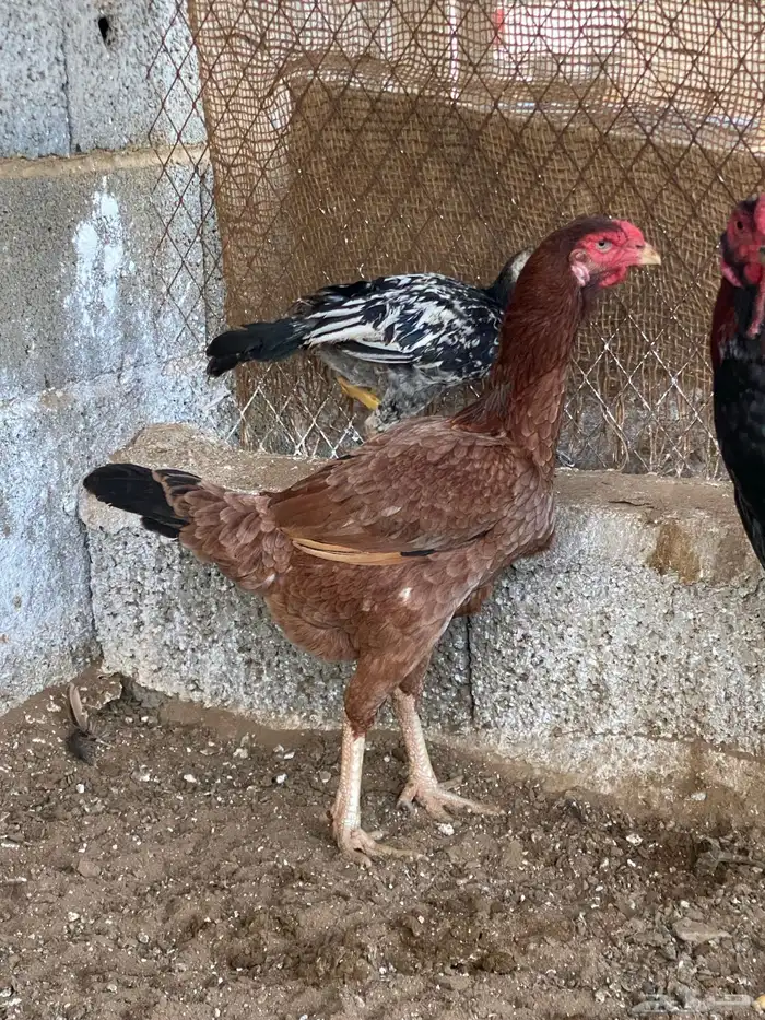 دجاج باكستاني 4