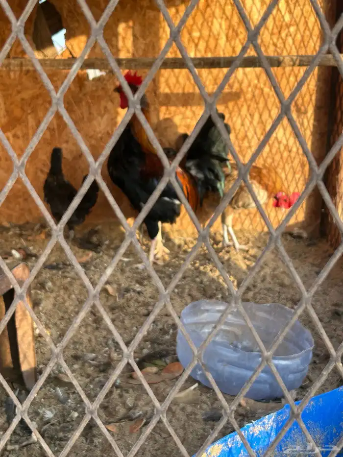 ديك ودجاج مع 2 2