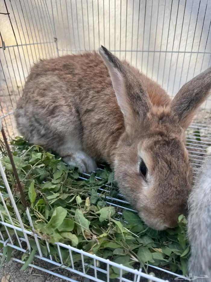 ارانب ذكور 0