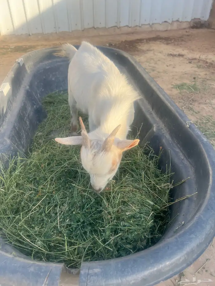 ماعز قزمي للبيع 3
