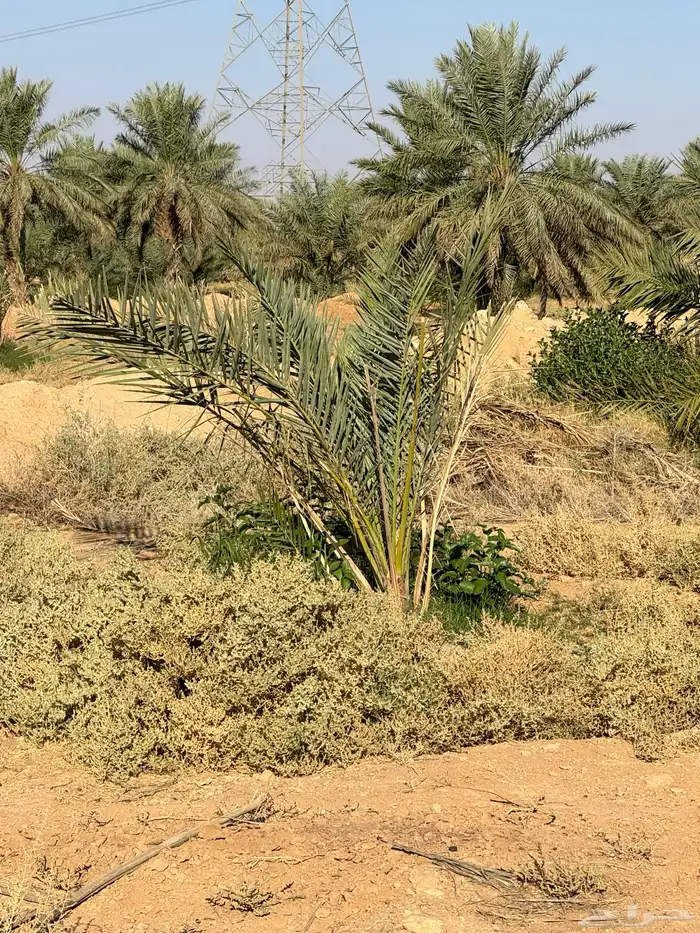 فراخ خضري صقعي 4