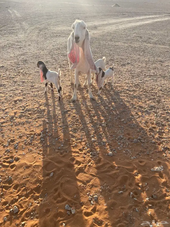 معزا متابيع 35