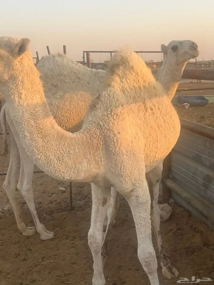 قعدان طيبه فل الفل 1