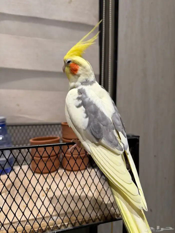 للبيع - كروان متكلم وأليف 1