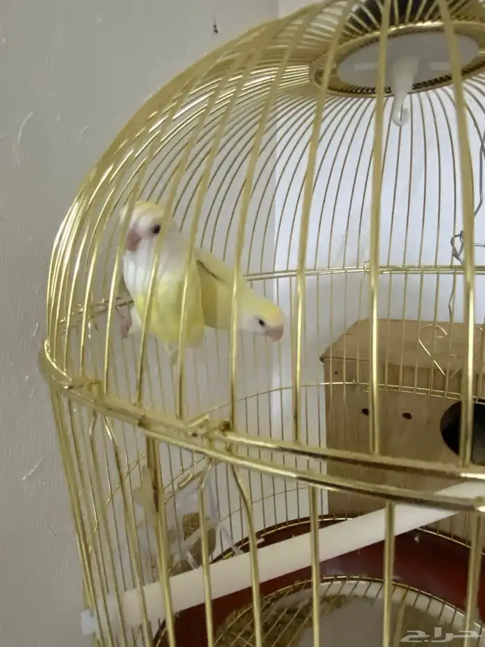 ببغاء زوج روز منتج للبيع 2