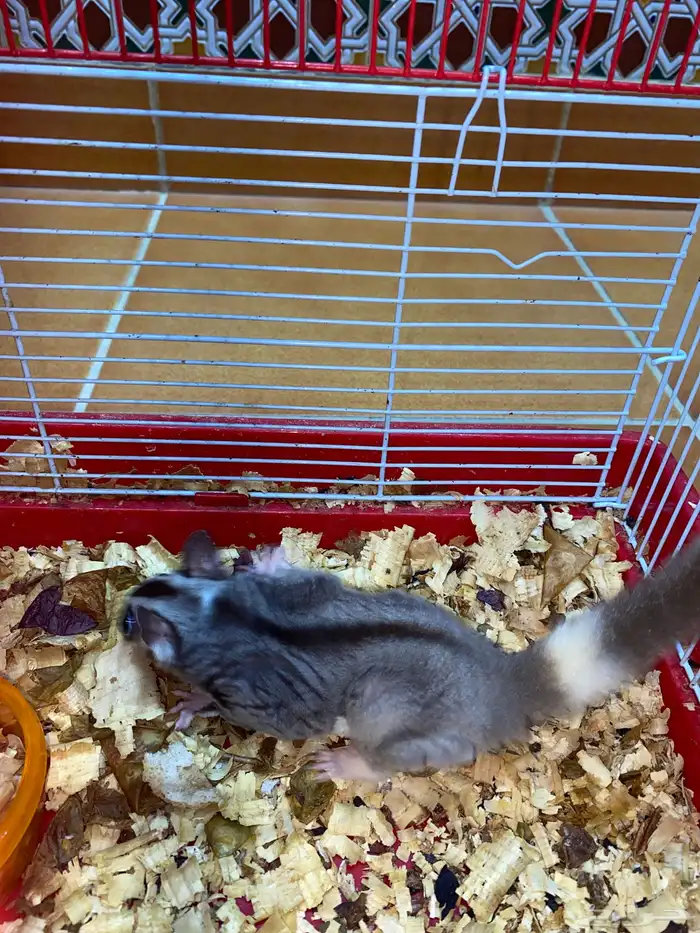 سنجاب طائر او شوقر قلايدر 0