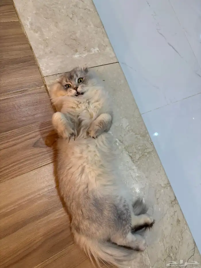 قط سكوتش فولد للبيع 1