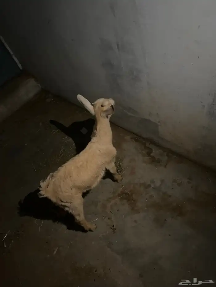 للبيع جفره قزم 3