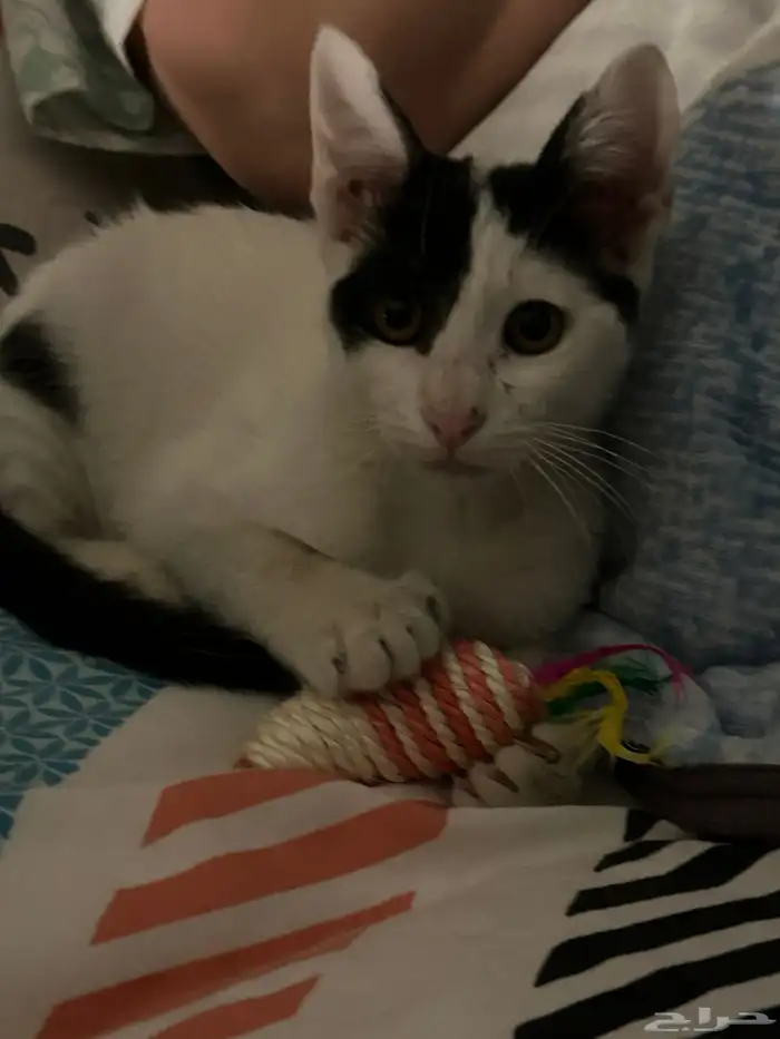 أنقذوني من الشارع 0