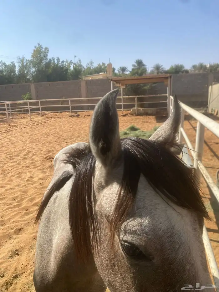 خيل عربي 7