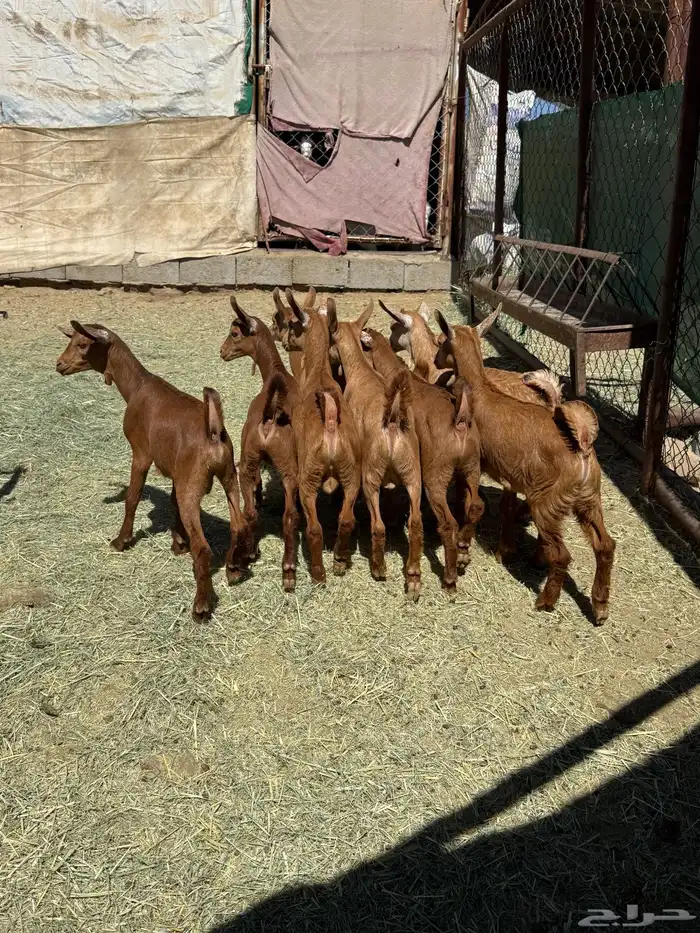 8 معزا حص دهم عليها 8 ذبايح ( تم البيع ) 5
