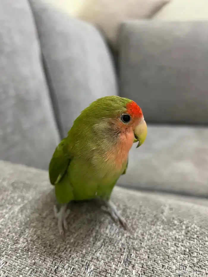 طيور روز ماشاءالله 0