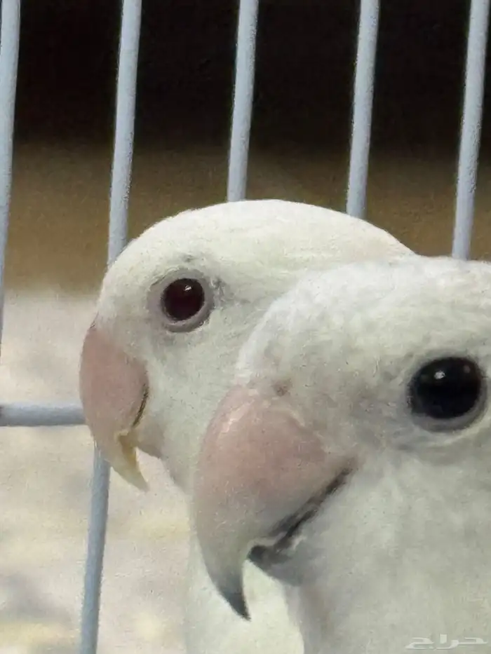 طيرو روز زوج كانو اليفين وفيهم خوف بسيط 2