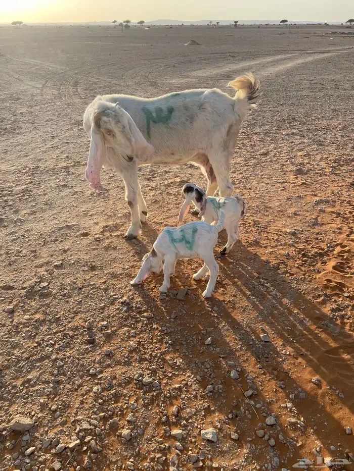 معزا متابيع 26