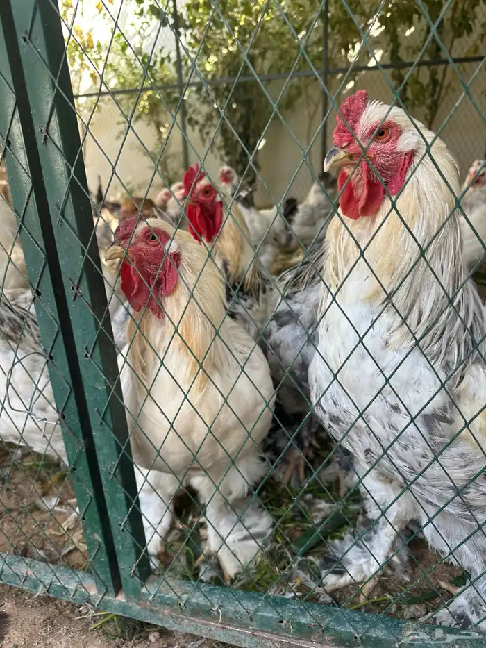 دجاج بلدي ودجاج براهما كلومبي وشبوك دجاج 3 2 وخزان ماء 2