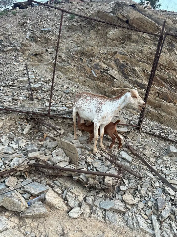 عنز تحتها جفره 1