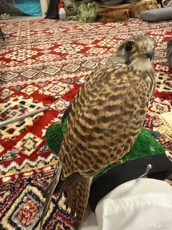 طير انثى للبيع على السوم 1