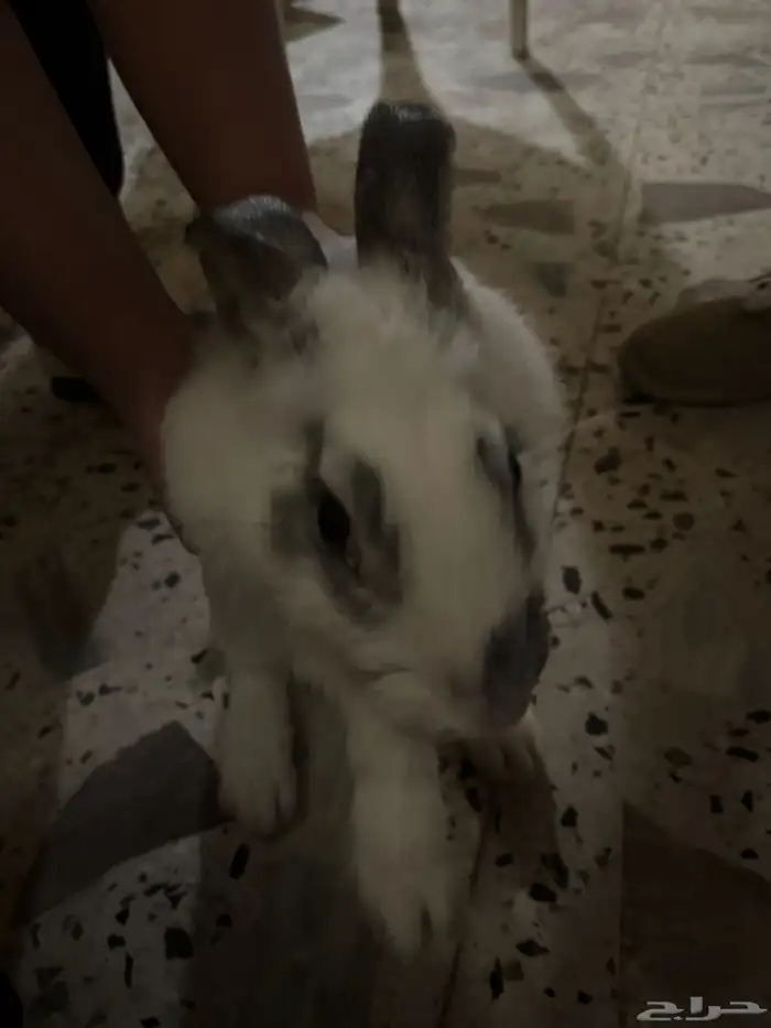 ارنب هولندي اليف 0