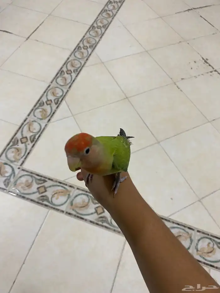 للبيع عصفور روز العمر 5 شهور هدد اليف مع الصغير والكبير 0