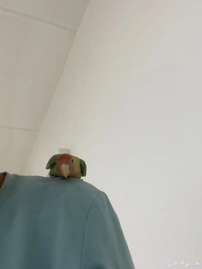 للبيع عصفور روز العمر 5 شهور هدد اليف مع الصغير والكبير 2