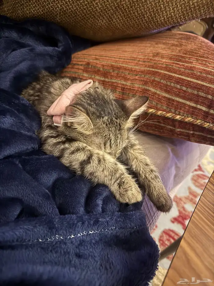 قطة للتبني في عمر 8 شهور 0