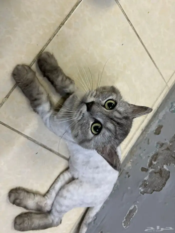 قط شيرازي ذكر اليف للتبني بدون تطعيم 0