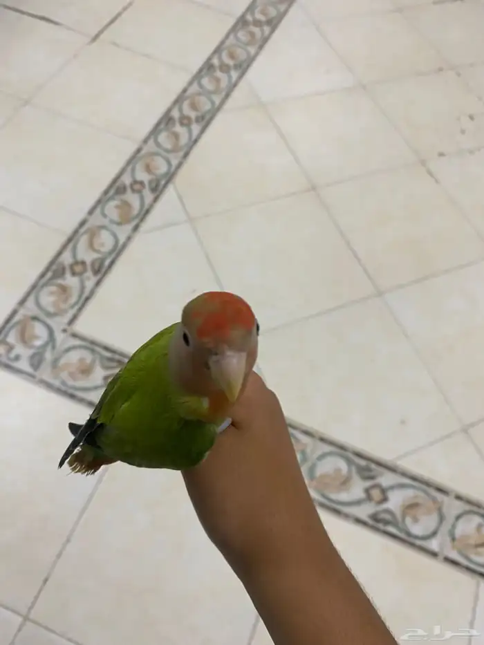 للبيع عصفور روز العمر 5 شهور هدد اليف مع الصغير والكبير 3