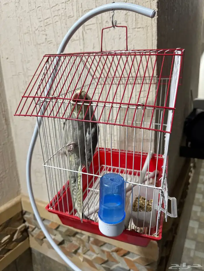 طائر كوكتيل مع قفص وحامل قفص فقط ب 350 ريال 0