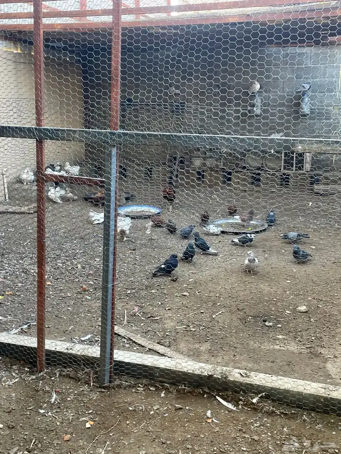 دجاج وحمام 0