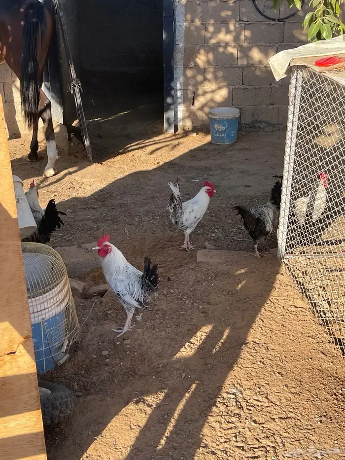 ديوك فيومي وبلدي 9