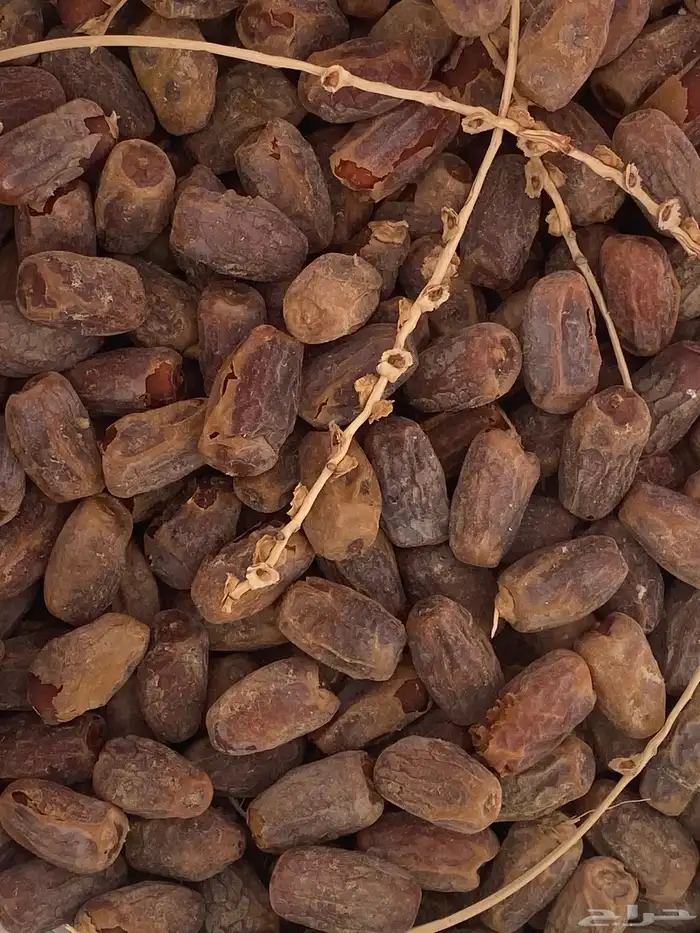 تمر نفيع للغنم 1