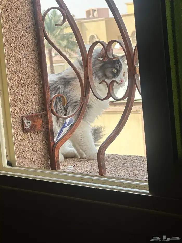 قطتي ضايعه 0