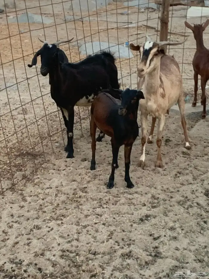 للبيع معزا جنوبية مواليد ودفيع 12