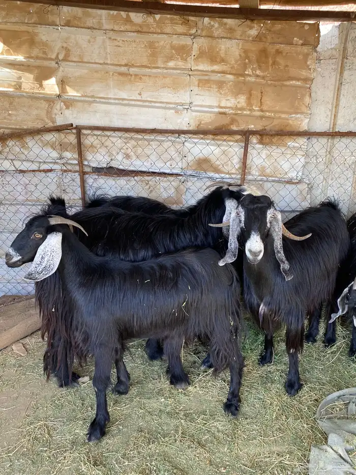 معزا حبشيات اصيله جروم(( تم البيع)) 4