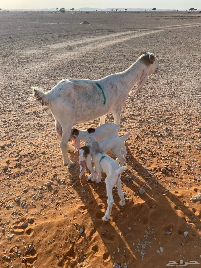 معزا متابيع 39