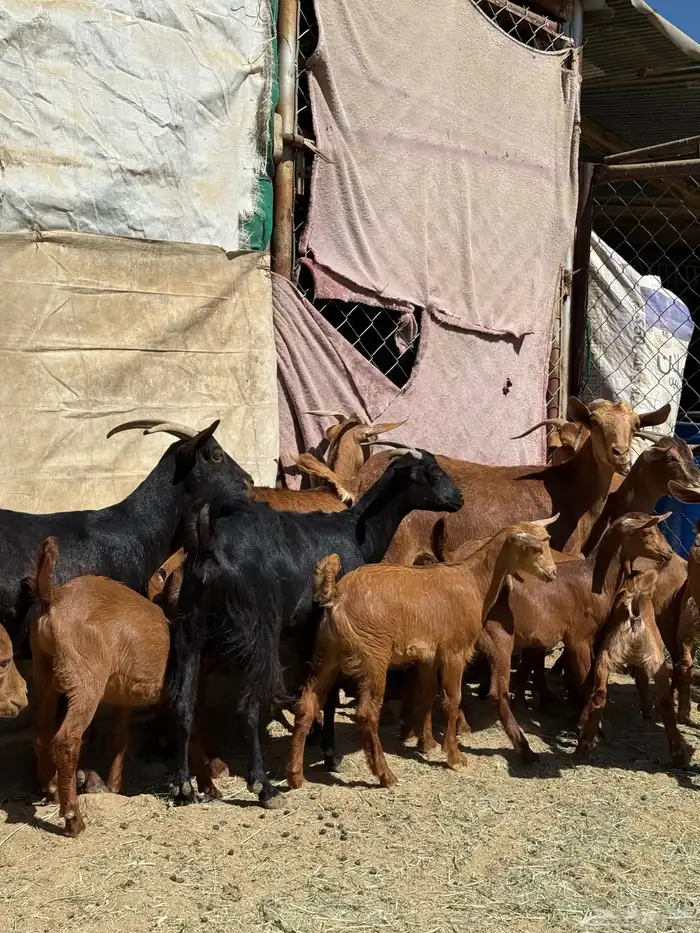 8 معزا حص دهم عليها 8 ذبايح ( تم البيع ) 3