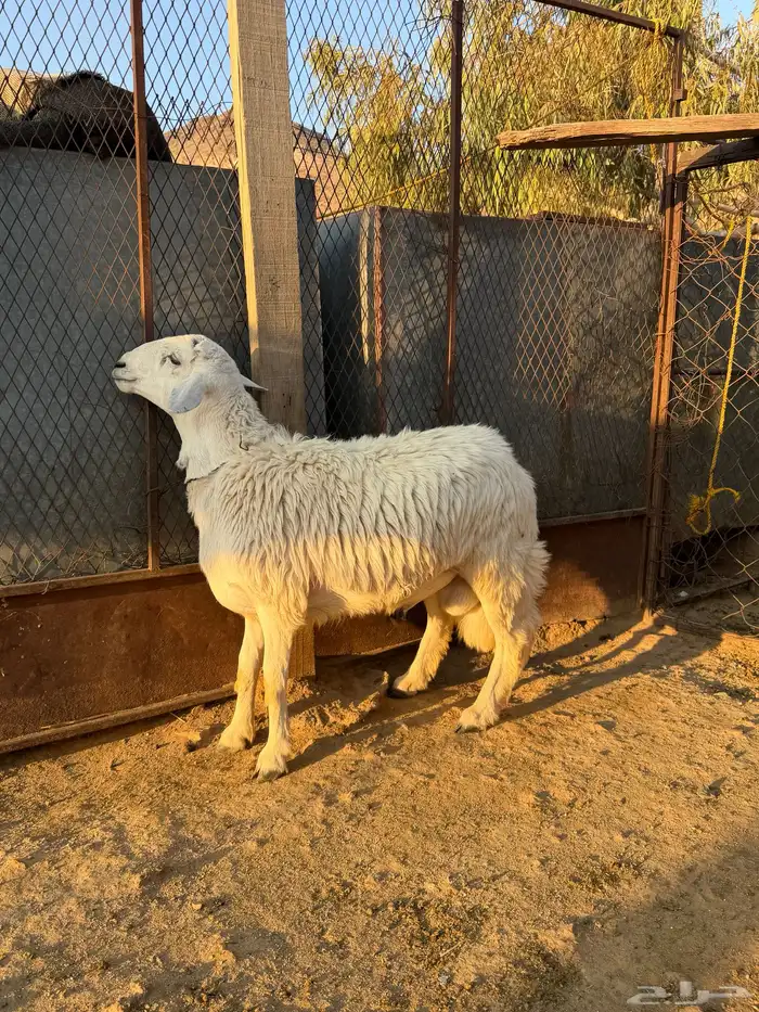 للبيع 3 خرفان كفو 0