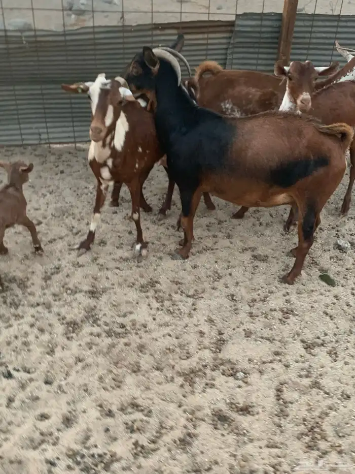 للبيع معزا جنوبية مواليد ودفيع 5