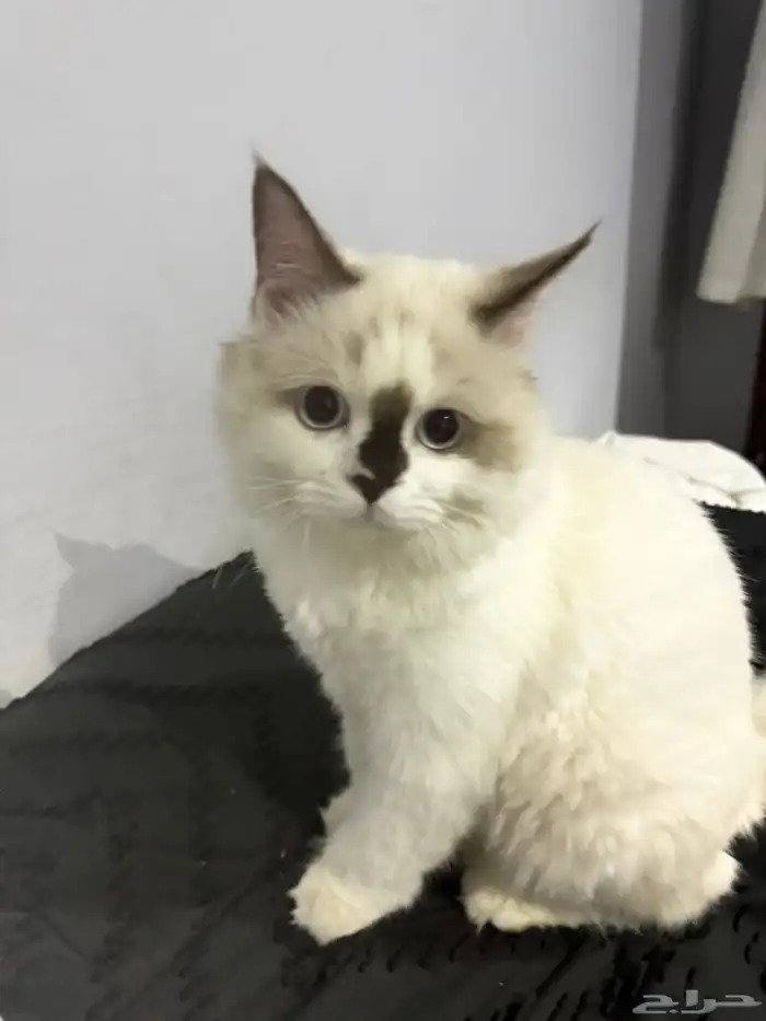 قط ذكر هملايا بيور 1