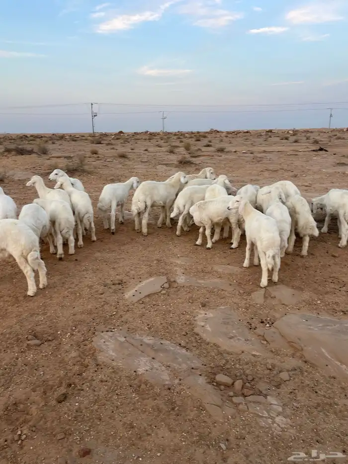 بهم حري مراح واحد 0