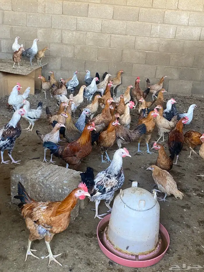 دجاج للبيع 3