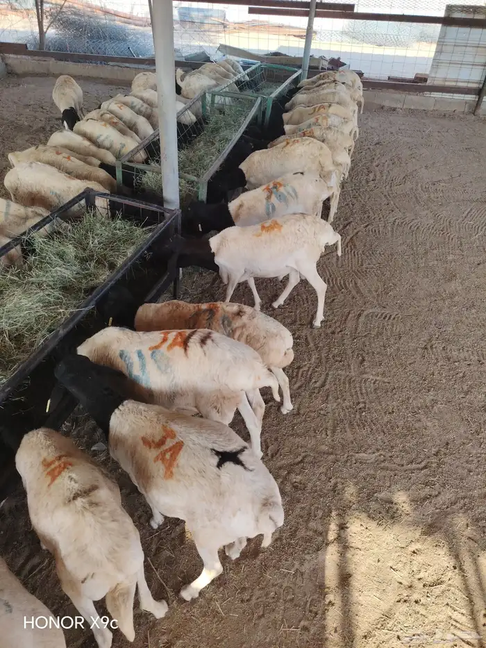 برابر وتيوس صومالي مرباه أوزان طيب للذبح 1