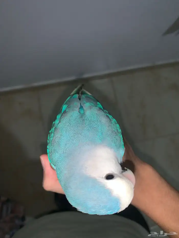 السلام عليكم اليوم عارض روز هدد داخلي روز ما شاء الله لعوب 0