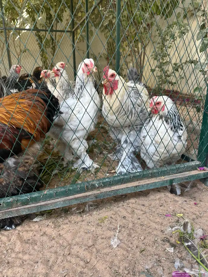 دجاج بلدي ودجاج براهما كلومبي وشبوك دجاج 3 2 وخزان ماء 13